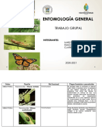 Trabajo Grupal Entomologia PDF