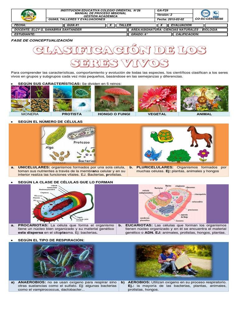 Clasificación de los Seres Vivos | PDF | Plantas | Organismos