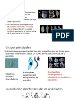 Alveolatos-Excavata PDF