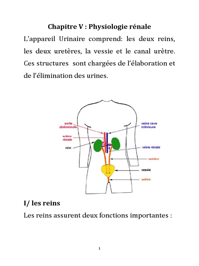 Physiologie rénale et filtration glomérulaire | PDF | Rein | Urine