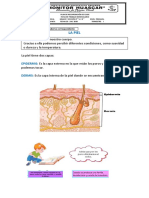 La piel: estructura y funciones