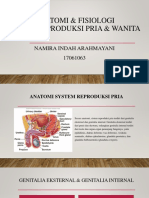 Anatomi & Fisiologi Sistem Reproduksi Pria & Wanita: Namira Indah Arahmayani 17061063