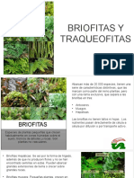 Briofitas y Traqueofitas