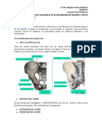 Tarea#3 ANATOMIA II