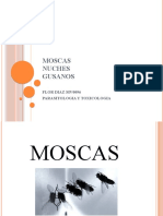 Exposicion Moscas Nuches