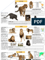 Jaguar y León: Datos y características de estos grandes felinos