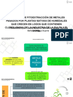 Fitoextracción de metales pesados ​por plantas nativas de humedales que crecen en lodos con clorolignina