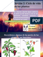 Flores y Ciclo de Vida de Una Planta