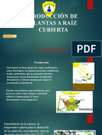 PRODUCCIÓN DE PLANTAS A RAÍZ CUBIERTA Guia 3