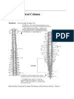 Cattle Vertebral Column: Ruminant