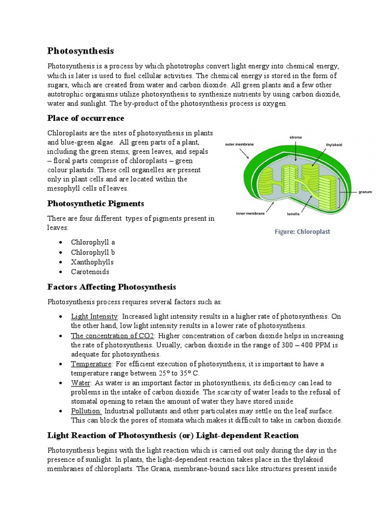 Photosynthesis and Respiration | PDF | Cellular Respiration ...