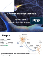 Anatomi Fisiologi Manusia: Sinapsis Kimia dan Listrik