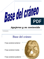 Base Del Craneo