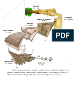 Structura Macro-Microscopica A Lemnului PDF