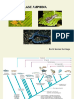 Cordados Amphibia DMI 2019-2