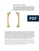 Anatomia de Femur y Rodilla