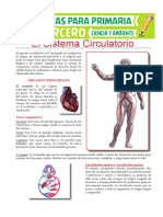 Órganos-Principales-del-Sistema-Circulatorio-para-Tercero-de-Primaria.pdf