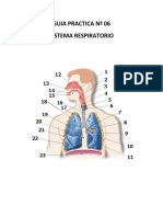 Guia Practica N 06 Sistema Respiratorio