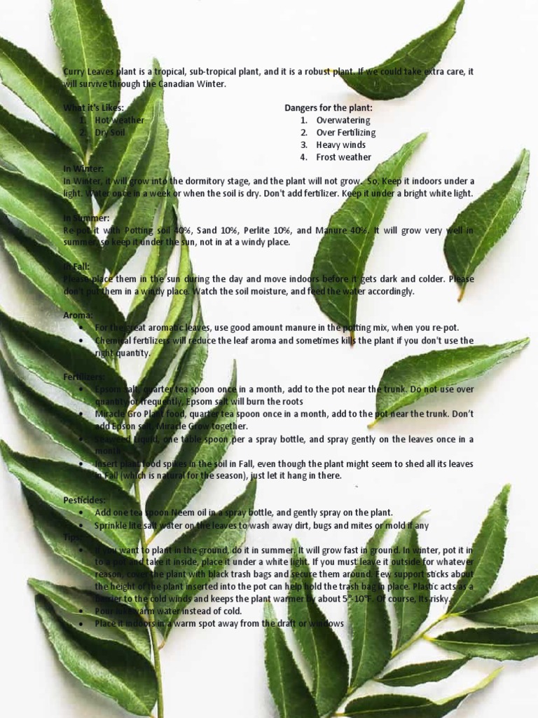 Caring for Curry Leaf Plants | PDF | Fertilizer | Soil