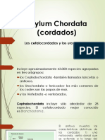 CLASE 14. Phylum Chordata (Cordados)