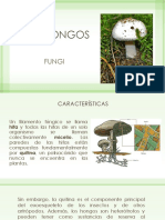 Hongos: Características y clasificación