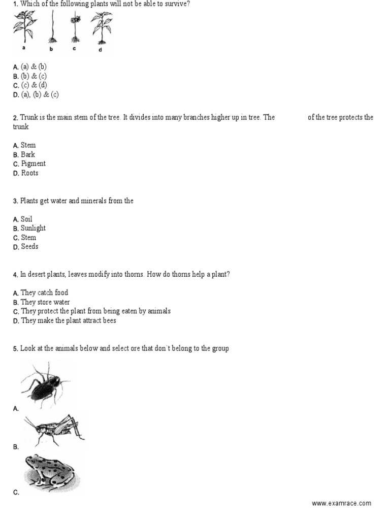 NSO Sample Paper Class 3 PDF | PDF | Trees | Plants