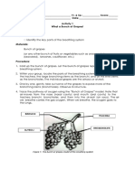 1.a Respiratory System Activites PDF