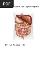 The Alimentary Canal