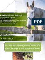 Biomecánica Del Caballo