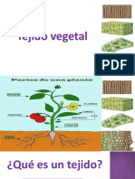 Clase 1. Unidad 1 Tejidos Vegetales