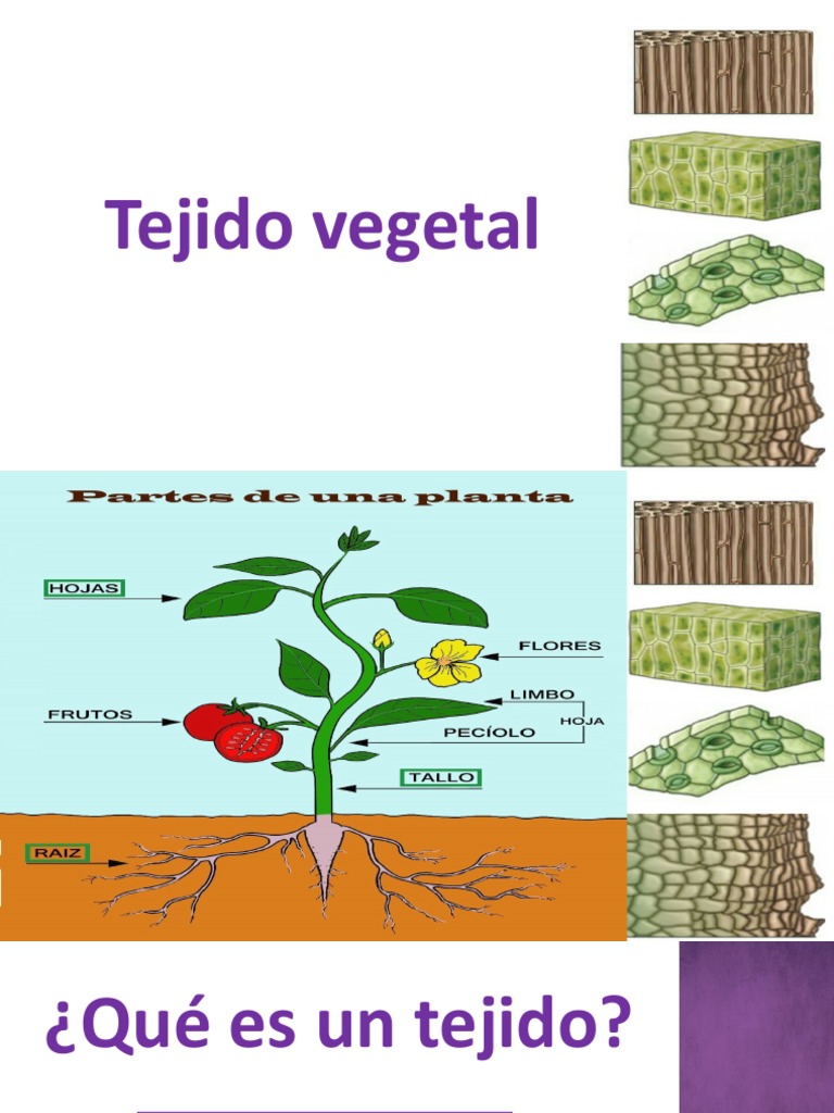 Clase 1. Unidad 1 Tejidos Vegetales | PDF | Raíz | Plantas