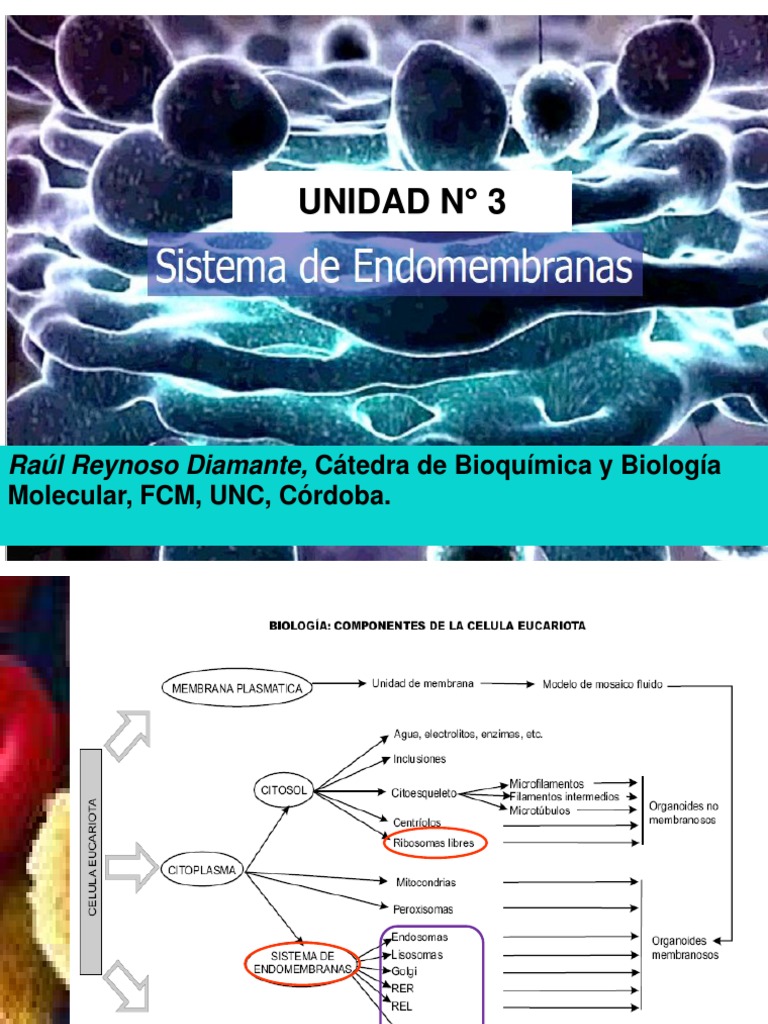 Sistema Endomembranoso PDF Cromatina Nucleo celular