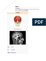 Cerebro del hombre