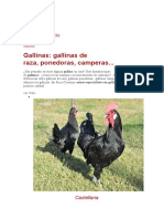 Gallina Salvajes