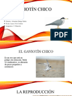 El Gaviotín Chico