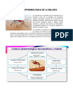 Cadena Epidemiológica de La Malaria