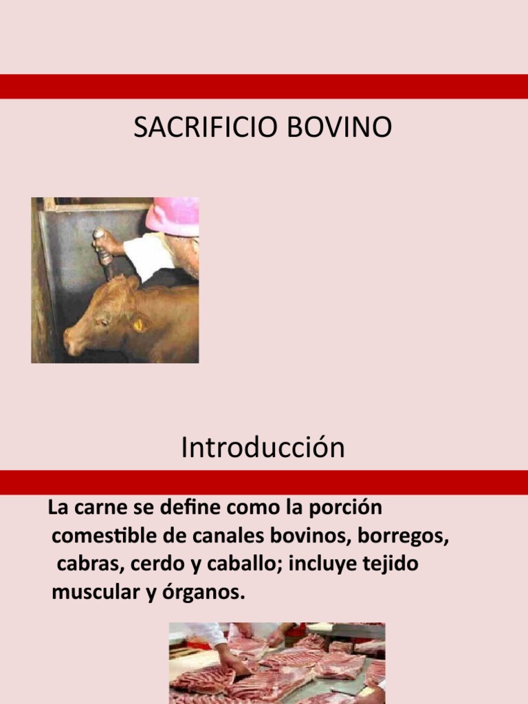 Proceso de Sacrificio de Bovinos | PDF | Matadero | Vacas