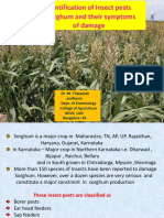 Identification of Insect Pests of Sorghum and Their Symptoms of Damage