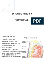 Gonadele masuline.pdf