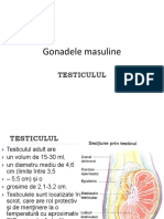 Gonadele Masuline PDF