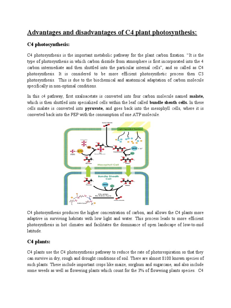Advantages and Disadvantages of C4 Plant Photosynthesis PDF Photosynthesis Stoma