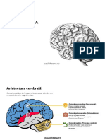 Paul Olteanu - Intro in Neurostiinta