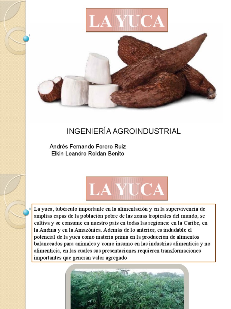La Yuca PDF Siembra Plantas