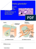 Glándulas HISTOLOGIA