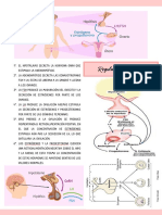 Ciclo ovarico y regulación hormonal femenina