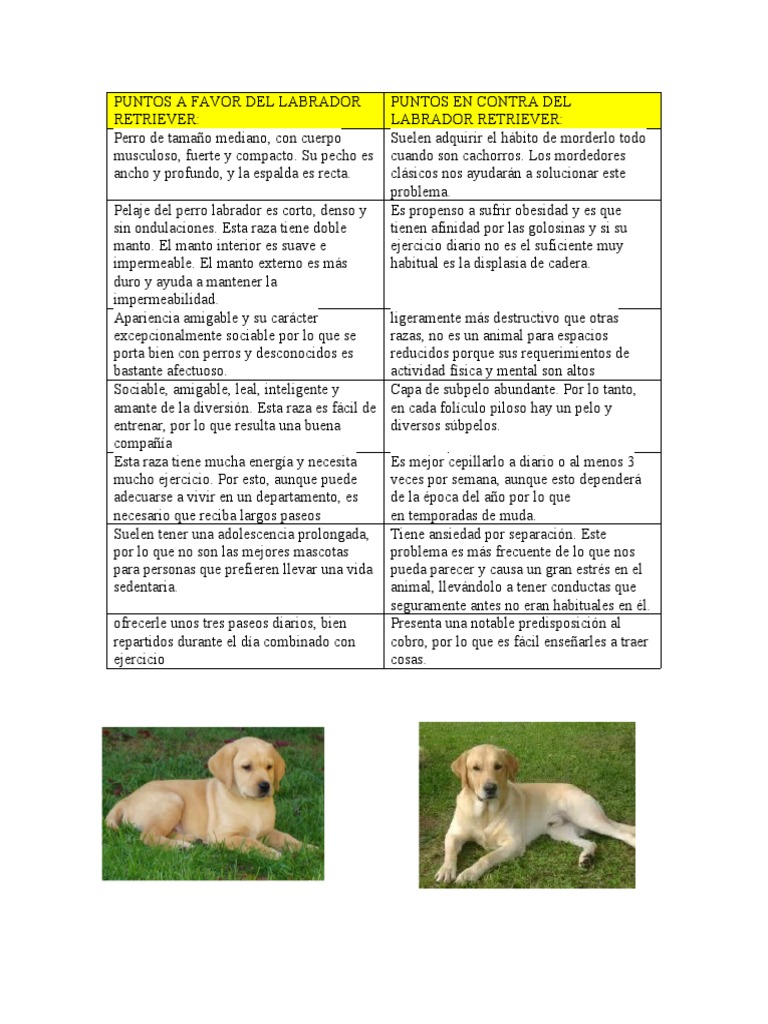 Características del Labrador Retriever | PDF