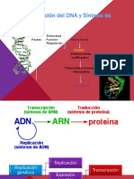 3.4Replicacio_ndelDNAysintproteica.ppt