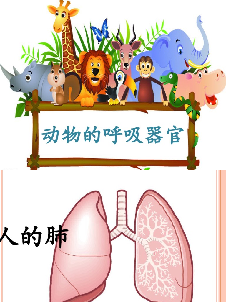 呼吸器官四年级