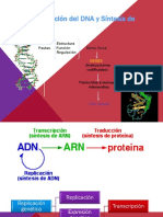 3.4Replicacio_ndelDNAysintproteica