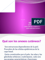 Diapositiva Anexos Cutaneos